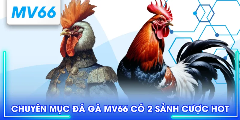 Chuyên mục đá gà MV66 có 2 sảnh cược hot