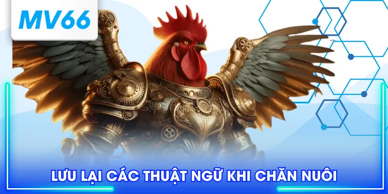 Thuật Ngữ Đá Gà - Kiến Thức Chuyên Sâu Dành Cho Sư Kê 3 Lưu lại các thuật ngữ khi chăn nuôi