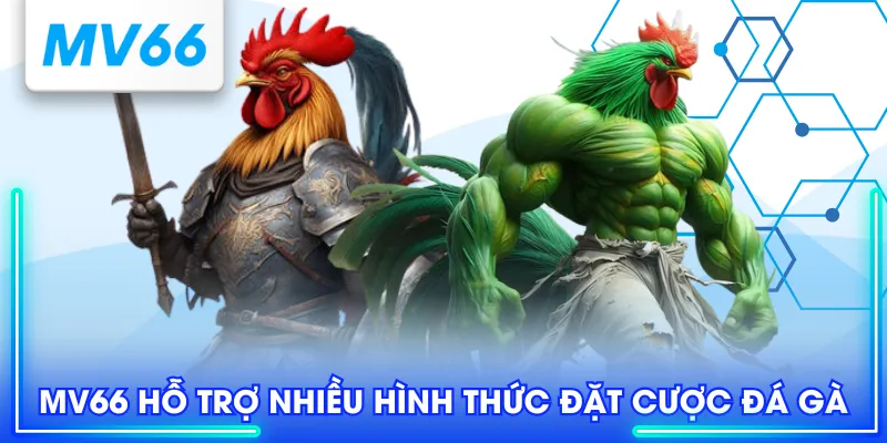MV66 hỗ trợ nhiều hình thức đặt cược đá gà