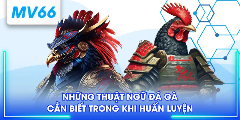 Thuật Ngữ Đá Gà - Kiến Thức Chuyên Sâu Dành Cho Sư Kê 4 Những thuật ngữ đá gà cần biết trong khi huấn luyện