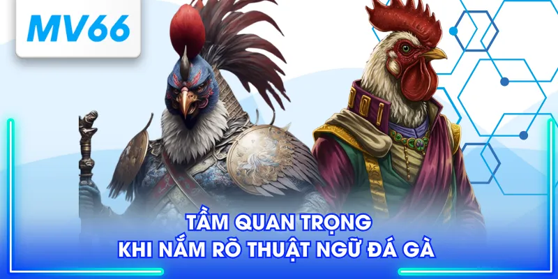 Thuật Ngữ Đá Gà - Kiến Thức Chuyên Sâu Dành Cho Sư Kê 2 Tầm quan trọng khi nắm rõ thuật ngữ đá gà